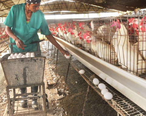 Condemned for the loss of 7,000 birds, an employee denounces the managers of a farm in Guantanamo