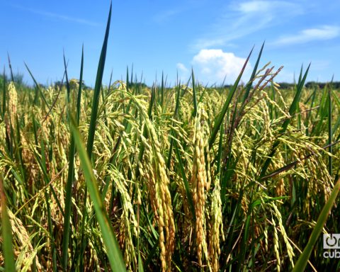 Cuba intends to plant twice as much rice in 2026 as projected this year
