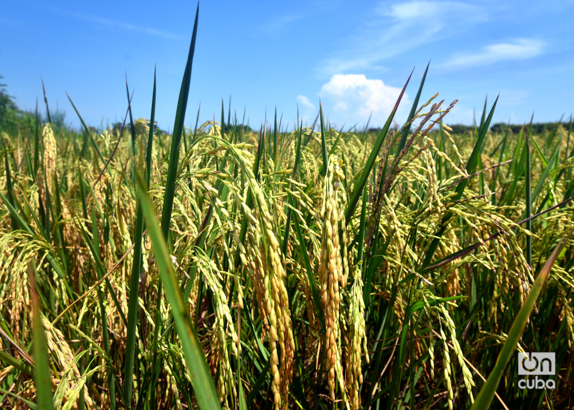 Cuba intends to plant twice as much rice in 2026 as projected this year