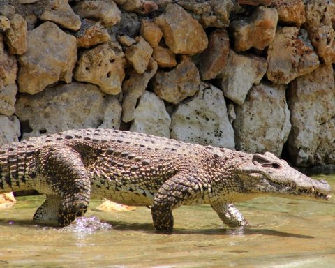 Cuban crocodile protected with satellite technology promoted by the UNDP