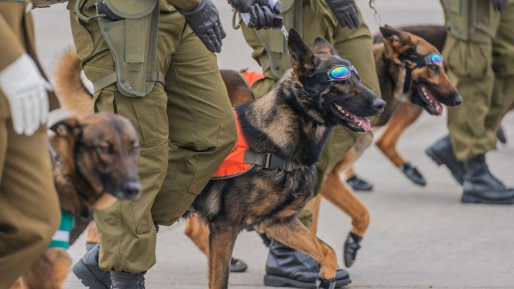 Do you want to work in Carabineros de Chile? These are the vacancies available with salaries of more than