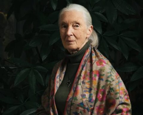 Jane Goodall. Foto: Tomada de su perfil de Facebook.