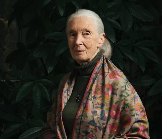 Jane Goodall. Foto: Tomada de su perfil de Facebook.