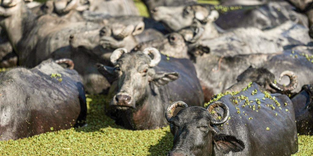 Farmer plans to create “buffalo university” on Marajó Island