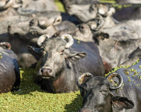 Farmer plans to create “buffalo university” on Marajó Island