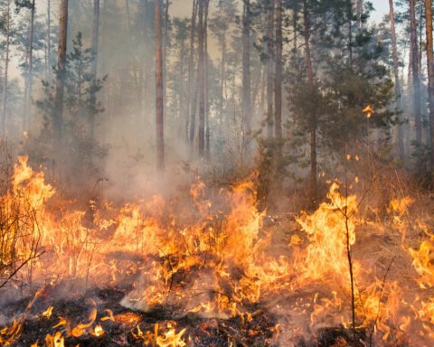 Fires trigger CO₂ emissions and tarnish decarbonization achievements