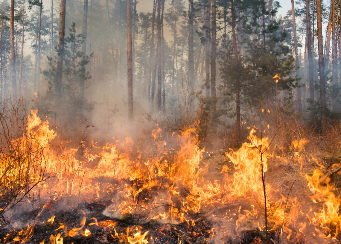 Fires trigger CO₂ emissions and tarnish decarbonization achievements