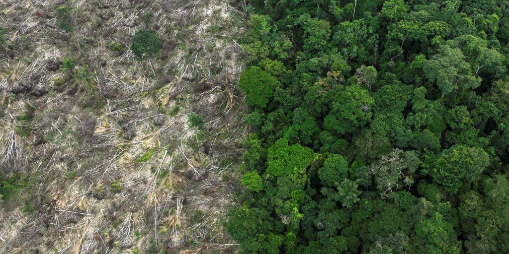 Forest restoration could yield US$100 billion per year for tropical countries