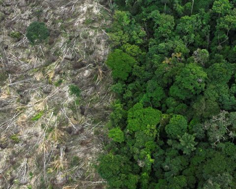 Forest restoration could yield US$100 billion per year for tropical countries