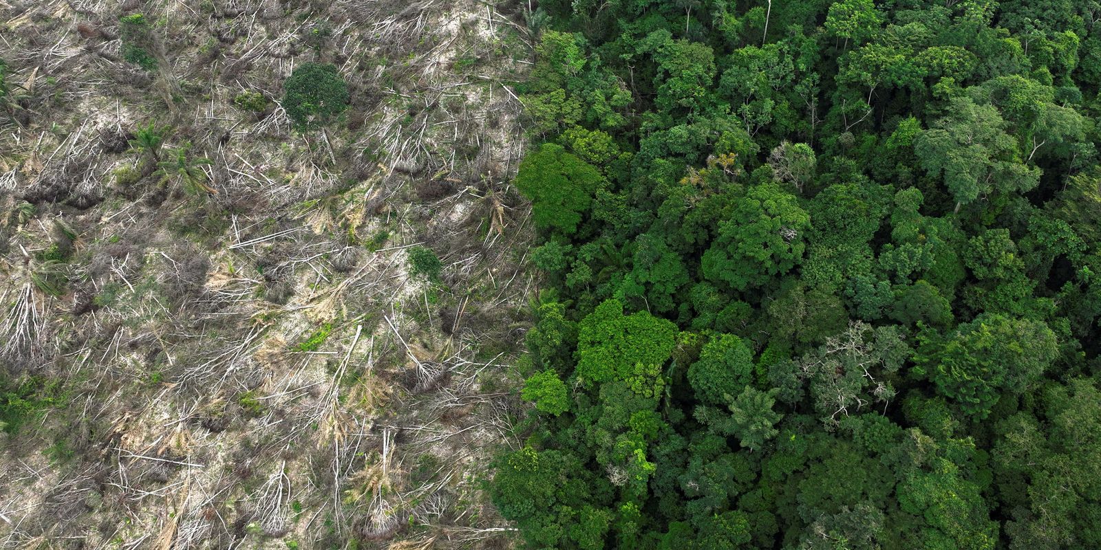 Forest restoration could yield US$100 billion per year for tropical countries