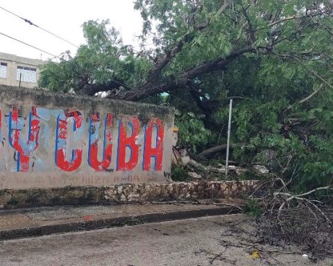 Árboles caídos en la calle Frexes, entre Morales Lemus y Narciso López, en la ciudad de Holguín