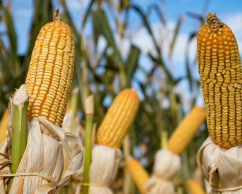 Huancayo: Corn from San Jerónimo de Tunán faces a drop in price due to overproduction