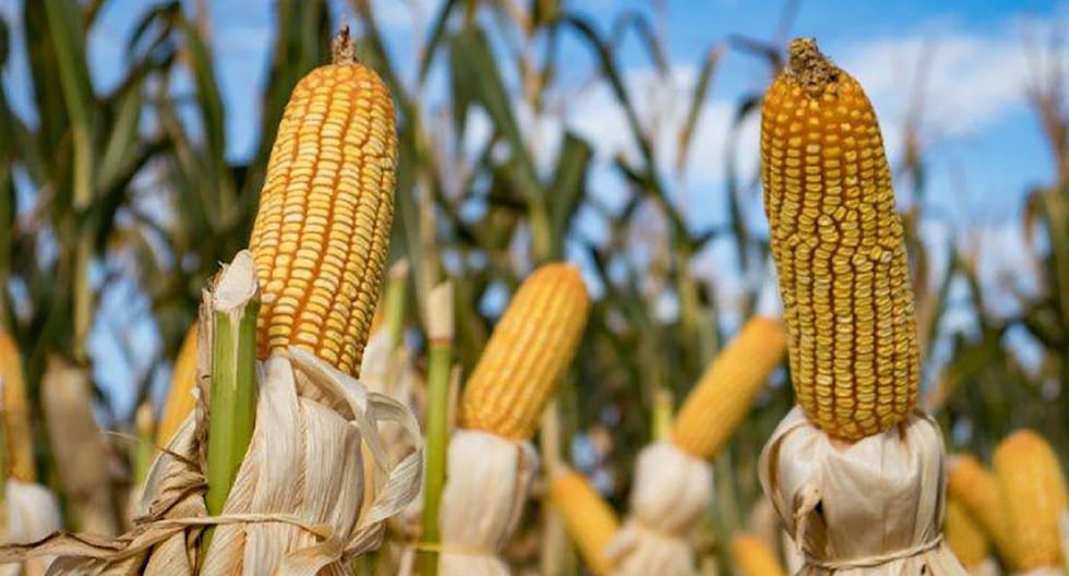 Huancayo: Corn from San Jerónimo de Tunán faces a drop in price due to overproduction