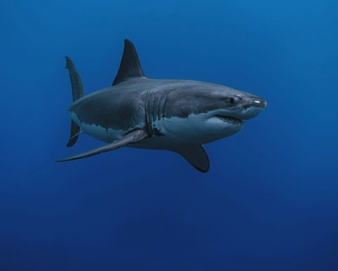 “I did what I had to do”: Cuban doctor saves a fisherman attacked by a shark in Pinar del Río