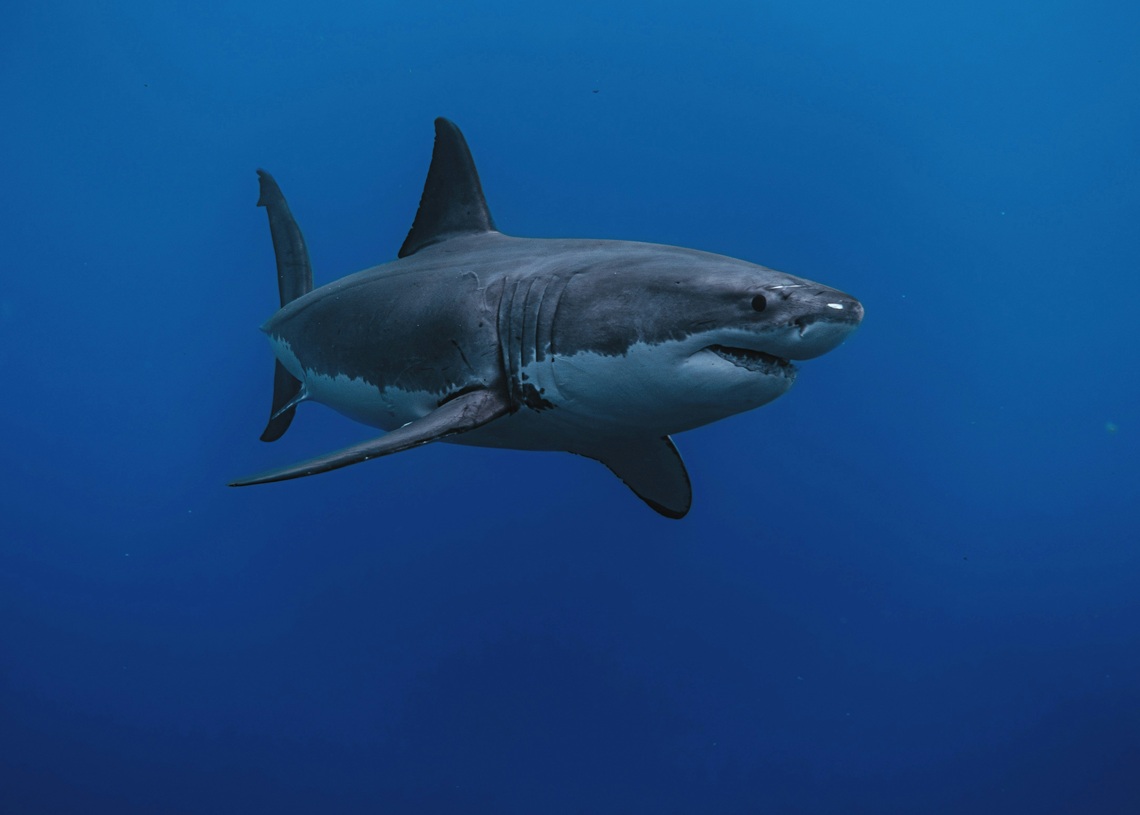 “I did what I had to do”: Cuban doctor saves a fisherman attacked by a shark in Pinar del Río