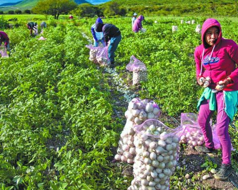 In August, primary sector grows 14.5%, manufacturing falls 2.2%