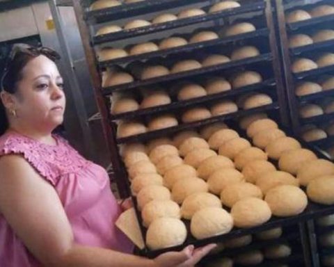 In the absence of oil, moringa waste and solar panels to bake bread