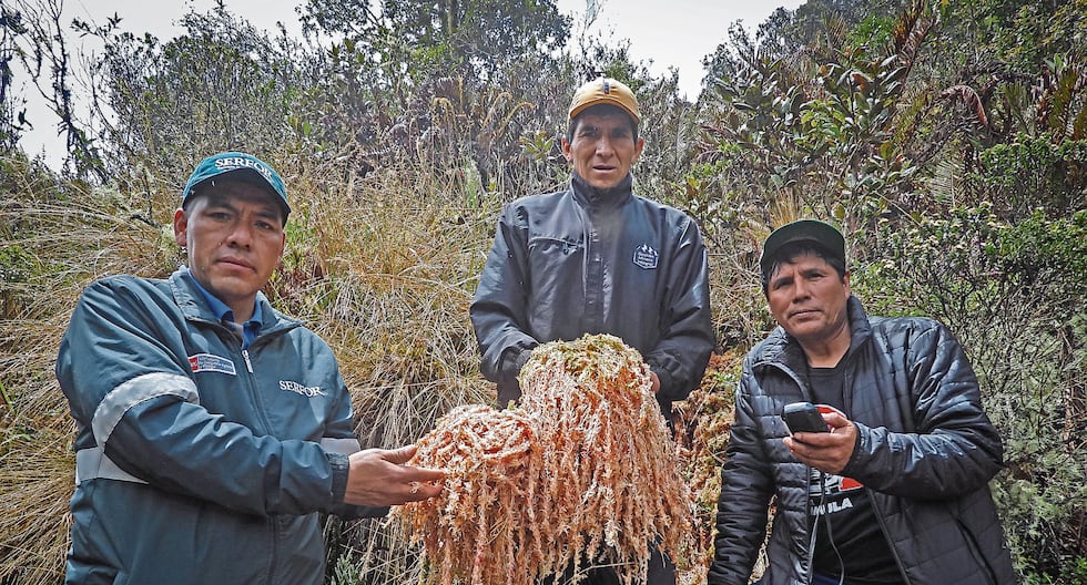 Junín moss could cover 30% of global demand