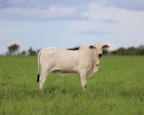 Llano road closure raised cattle and lacteos prices during September