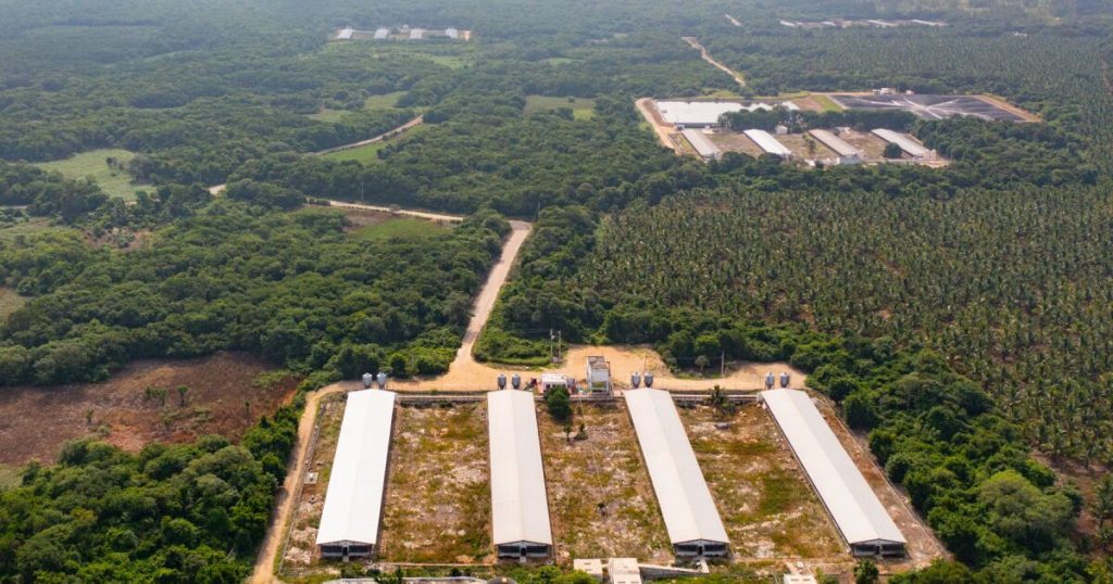 Megaprojects put in "cross-fire" to the Mayan jungle; They ask to stop devastation