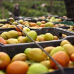 Mexican tomato exports plummet 26% after US antidumping tariff