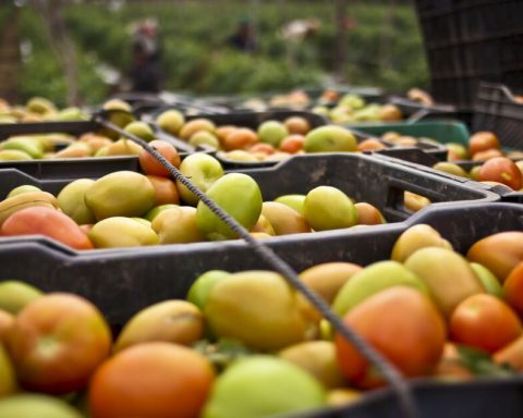 Mexican tomato exports plummet 26% after US antidumping tariff