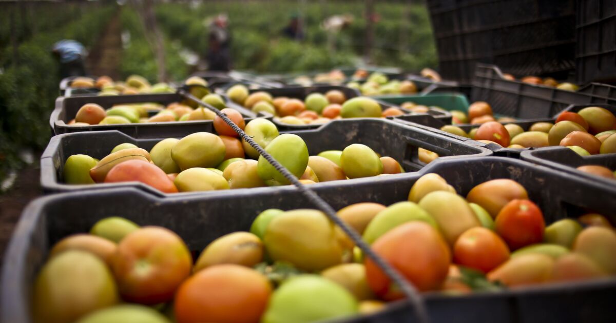 Mexican tomato exports plummet 26% after US antidumping tariff