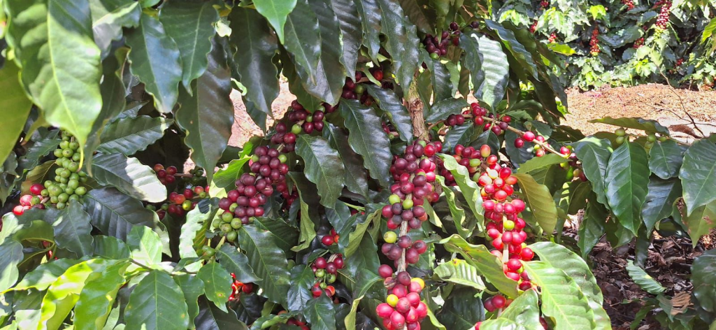 Más de RD$6,000 millones en riesgo por pérdida de la mayor cosecha de café