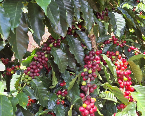 Más de RD$6,000 millones en riesgo por pérdida de la mayor cosecha de café