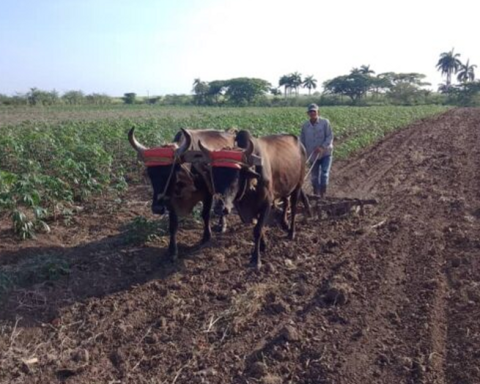 More than two weeks without electricity put the farmers of Florida, Camagüey to the limit