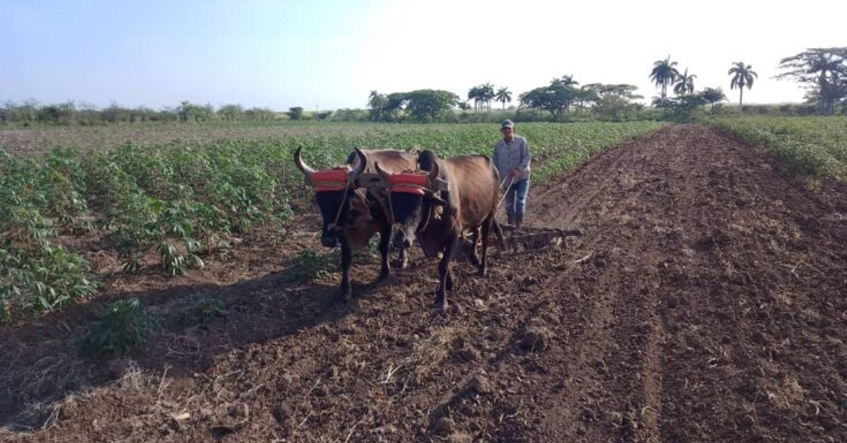 More than two weeks without electricity put the farmers of Florida, Camagüey to the limit