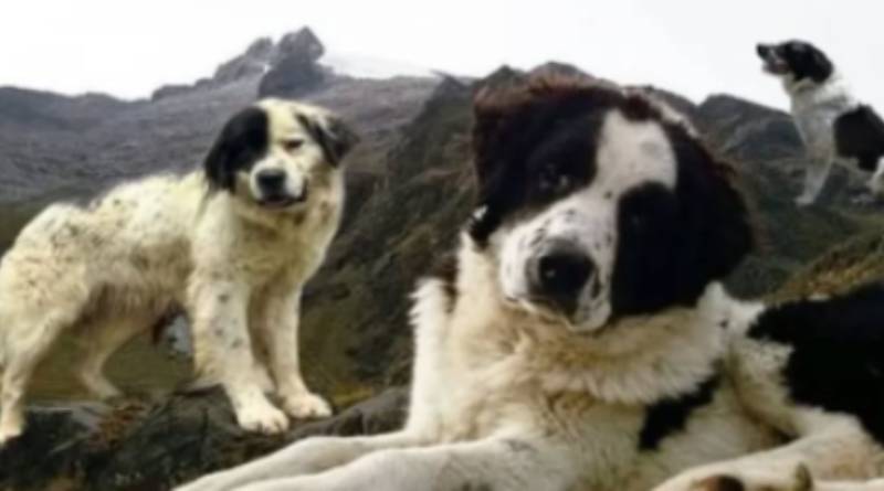 Mucuchíes dogs are one step away from being recognized as an international breed