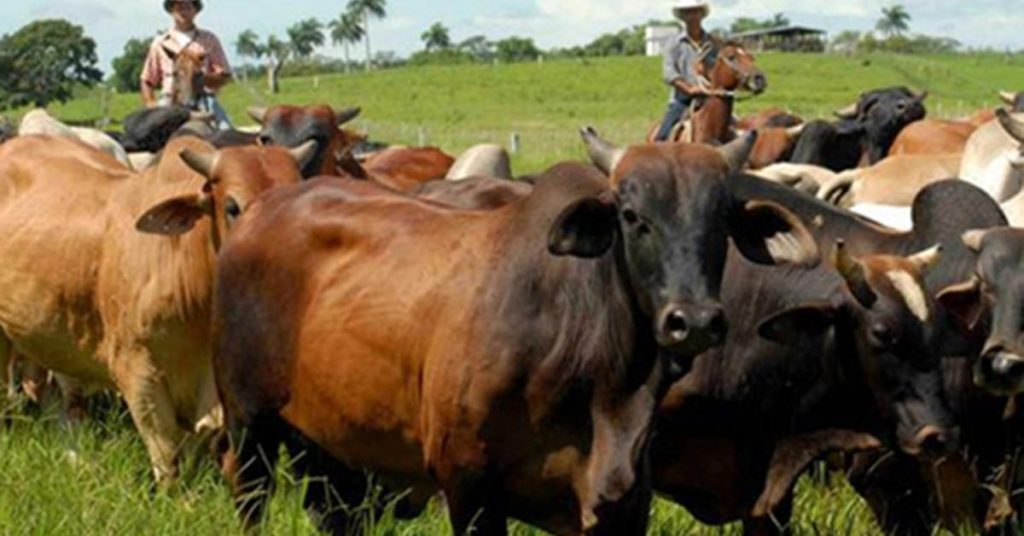 Neither wineries nor cowboys are saved from the increase in crimes in Holguin