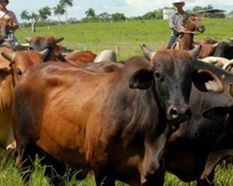 Neither wineries nor cowboys are saved from the increase in crimes in Holguin