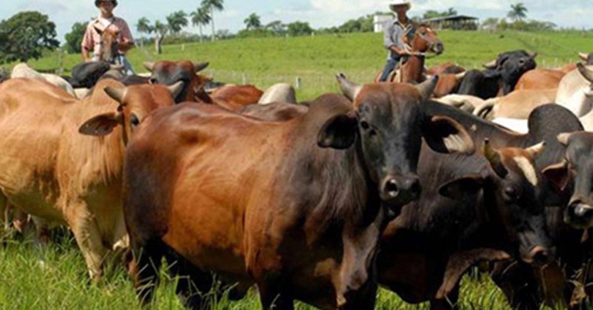 Neither wineries nor cowboys are saved from the increase in crimes in Holguin