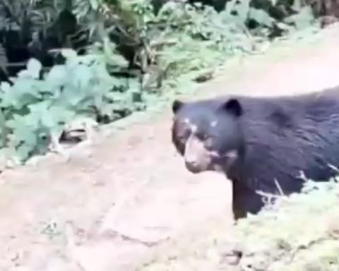 Park rangers record unusual approach of spectacled bear in Oxapampa park (VIDEO)
