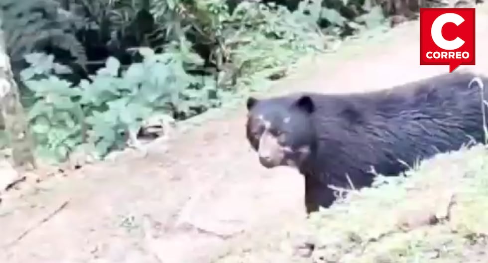 Park rangers record unusual approach of spectacled bear in Oxapampa park (VIDEO)