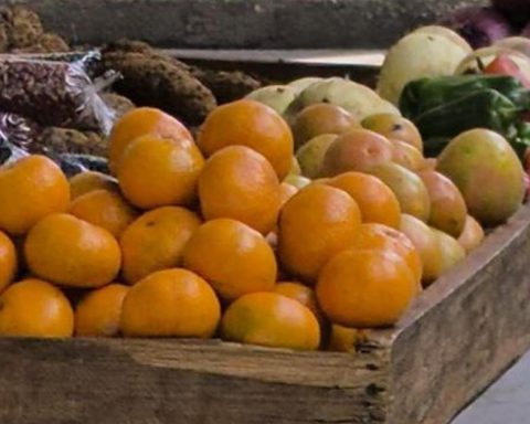 Peruvian tangerines return to Cubans a lost flavor