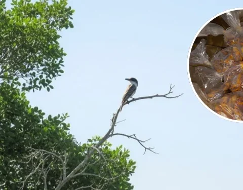 En la foto principal, un pitirre. En el círculo, paquetes de carne de esa ave