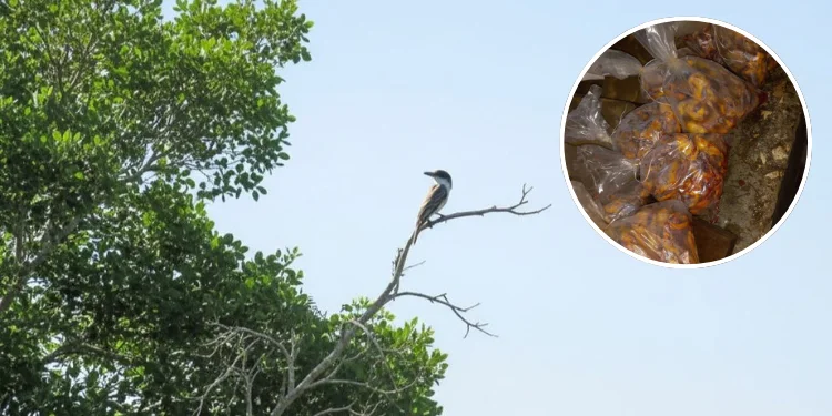En la foto principal, un pitirre. En el círculo, paquetes de carne de esa ave