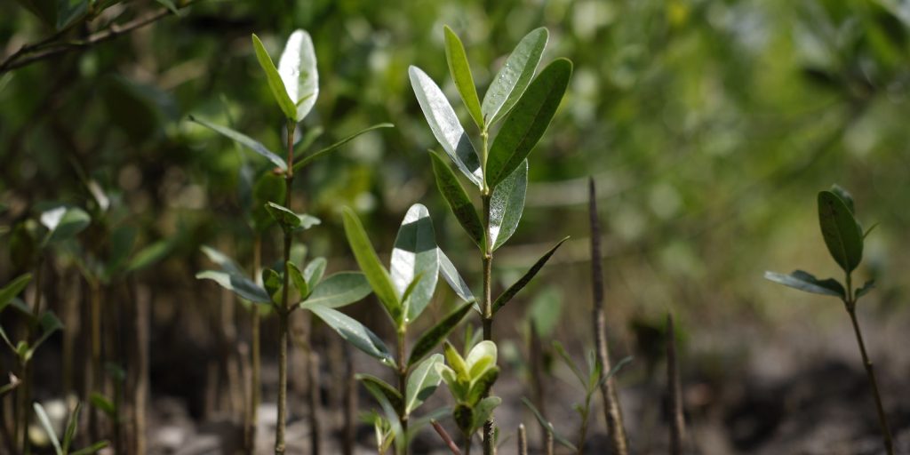 Restaura Amazônia Program approves 17 projects in settlements