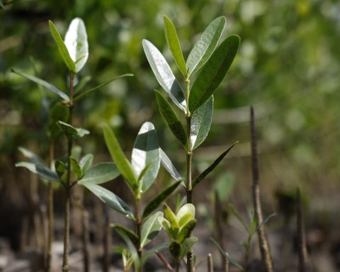 Restaura Amazônia Program approves 17 projects in settlements