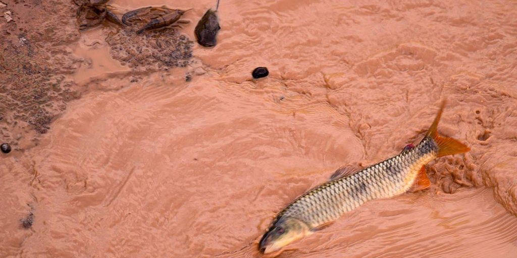 Samarco and Vale are fined more than R$1.8 billion