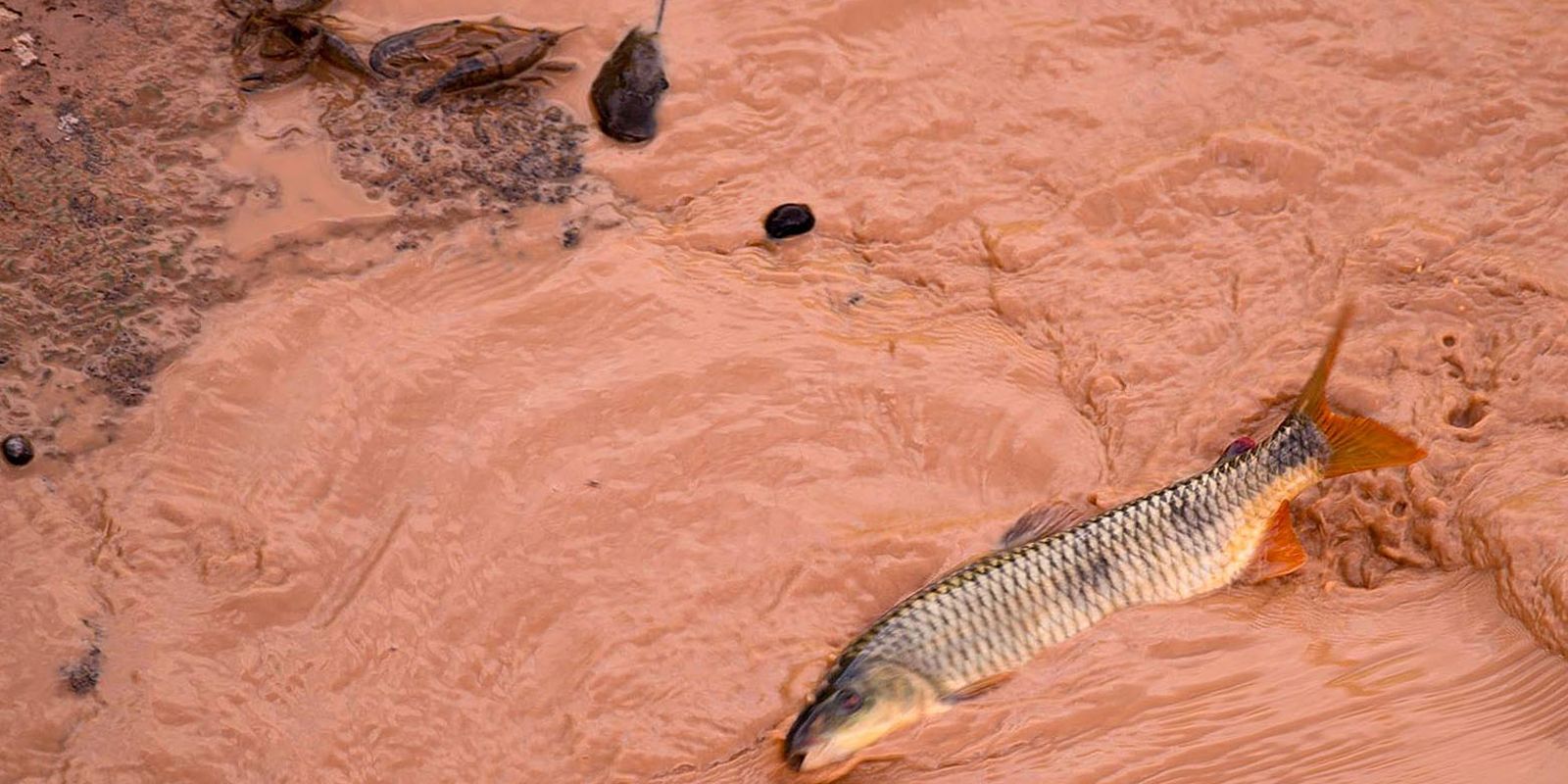 Samarco and Vale are fined more than R$1.8 billion