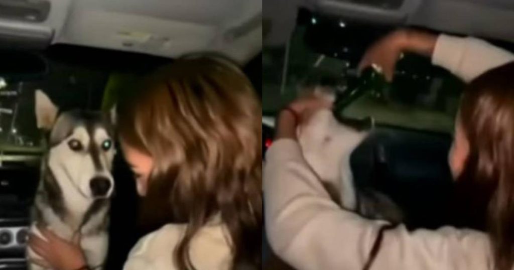 Student is expelled for forcing a husky dog ​​to drink beer in Mexico