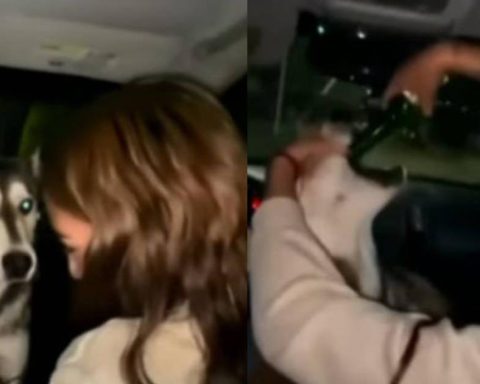 Student is expelled for forcing a husky dog ​​to drink beer in Mexico