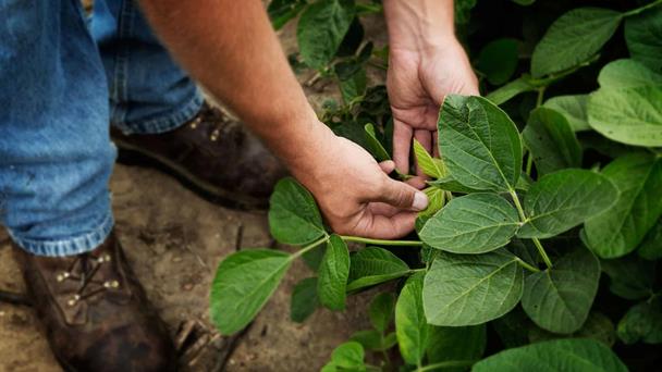 Sustainable soy strengthens food security in the DR