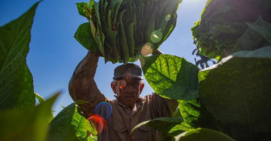 The farmers of Pinar del Río are giving up tobacco in favor of growing food