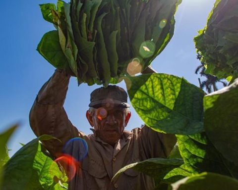 The farmers of Pinar del Río are giving up tobacco in favor of growing food