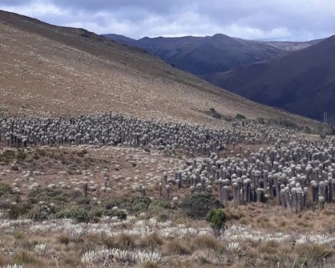 Santuario de Fauna y Flora Guanentá Alto Río Fonce (1)